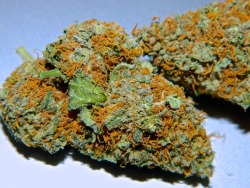 disasterbating:  Up close shots of OG Kush and Tropic Thunder.