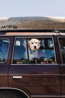 xshaydx:  Dog, Landcruiser, Canoe.Photo : @xshaydxFollow on Instagram