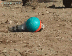gifak-net:  Emus and Ostriches vs. Weasel Ball [video]