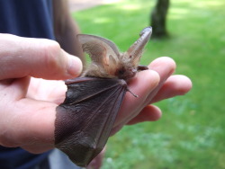 pukakke:  little brown long-eared bat image source and more images