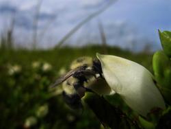 tkingfisher:  currentsinbiology:  Parasitized bees are self-medicating