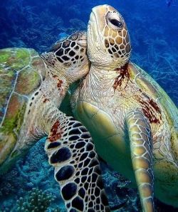 cute-overload:  Because turtles need hugs too.http://cute-overload.tumblr.com