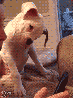 4gifs:  Boxer puppy struggles to comprehend cell phone noises.
