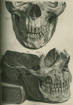 ri-science:  The Natural History of the Human Teeth by John Hunter