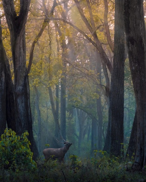 maureen2musings:  …under the Elder treesshaazjung