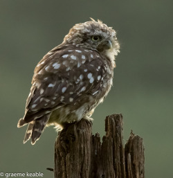 featheroftheowl:   	Little Owl by gmiester65    