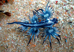 sixpenceee:  Glaucus atlanticus is a species of small-sized blue