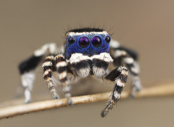 awesomearachnids:    Blueface Maratus (undescribed species) 