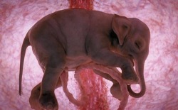 theoddcollection:  Photos of animals in the womb: Elephant, cheetah,