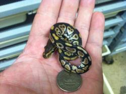 fuckyeahballpythons:  snake-lovers:  Ball Python (Python regius)