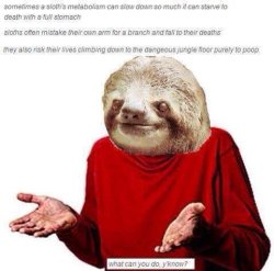 Sloths