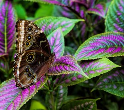 superbnature:  Morpho peleides by castrejon http://ift.tt/1rh21oU