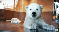 sixpenceee:  The liver of a polar bear contains toxic (to humans)