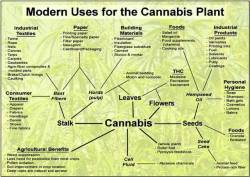 6weedgod:  The Uses of Cannabis #6WeedGod #Toronto #6ix #cannabislife