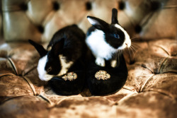 “THE LAST PLAYBOY” (the real bunnies) photographed