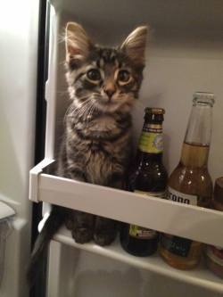 eros-addict:  awwww-cute:  Refrigerate your kittens after opening
