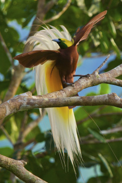 Flamboyant flyboy (the Lesser Bird-of-paradise, native of the forests of northern New Guinea)