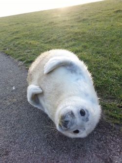 awwww-cute:  When frightened, seal pups flee danger by curling