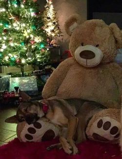 awwww-cute:  He still believes in Santa