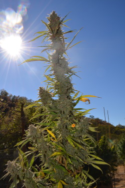 incredible-kush:   Berry White top glistening in the sun! 
