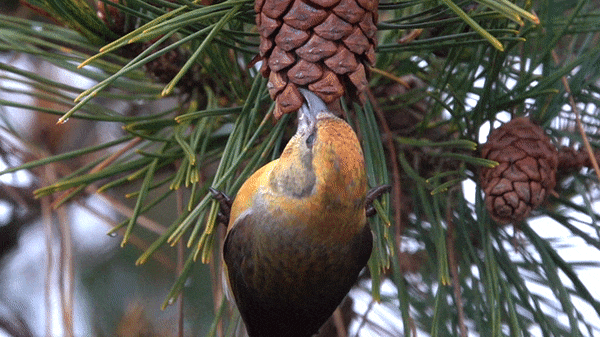 birds-and-friends:  Red Crossbill (Sitka Spruce or type 10) - ML309251731,