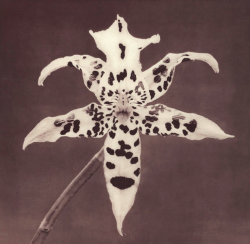 antelucanhourglass:  Robert Mapplethorpe, Flowers, 1988. 