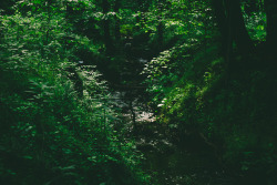 hunterkotlinski:  Nature is my home.  I just want to go get lost