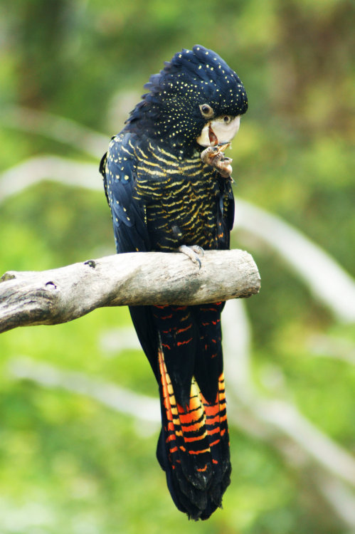 deermary:  Red tailed black cockatoo females (Calyptorhynchus banksii) of Austrailia 