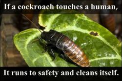 Don’t blame you cockroach.  Most humans are gross.
