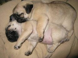 So adorable I would like a pug to name him Buggy The Pug and