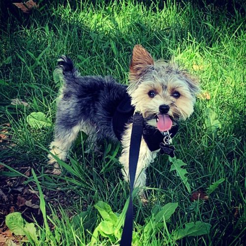 Pepe at the park and pre-Park #yorkiesofinstagram #miniyorkie