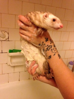 stringmouse:  Bath time! You can tell he really likes it.  ferret