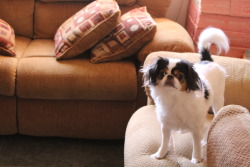 handsomedogs:  I believe Chiquitita is a Japanese Chin, but