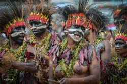 Papua New Guineans, by Serge GuiraudUn sing-sing est un rassemblement