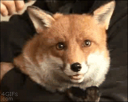 tr4sh-tp: foxpost-generator:  okay-pause:  Fox Brushie  I AGREE