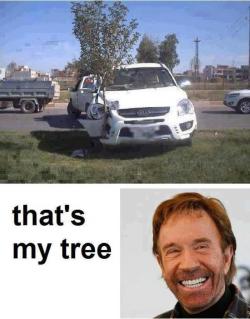 HA.  When Chuck Norris plants a tree… it STAYS planted