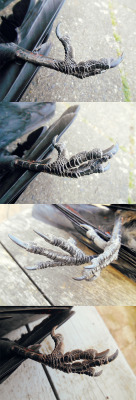 Jackdaw Claws - by Maquenda Great reference! fyeah If anyone