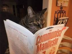goodmorningleftside:  All Cats Are Bolsheviks. 