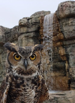 cjwhiteshizzle:  Junior the great horned owl at the missouri