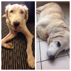 awwww-cute:  My wife and I adopted 2 senior dogs. Reddit, meet
