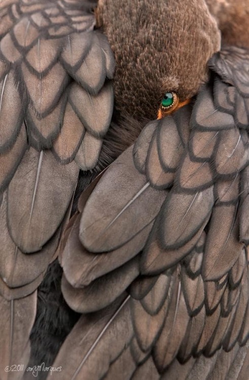 Double-Crested Cormorant by Amy Marques Nudes & Noises  