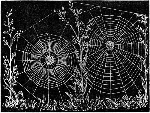 bad-moodboard:    Illustration, Web of Epeira strix, an Orb-weaving