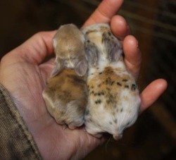 awwww-cute:  Look at these fucking bunnies! TOO TINY! (Source: