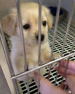 awwww-cute:  How can you walk away from these eyes