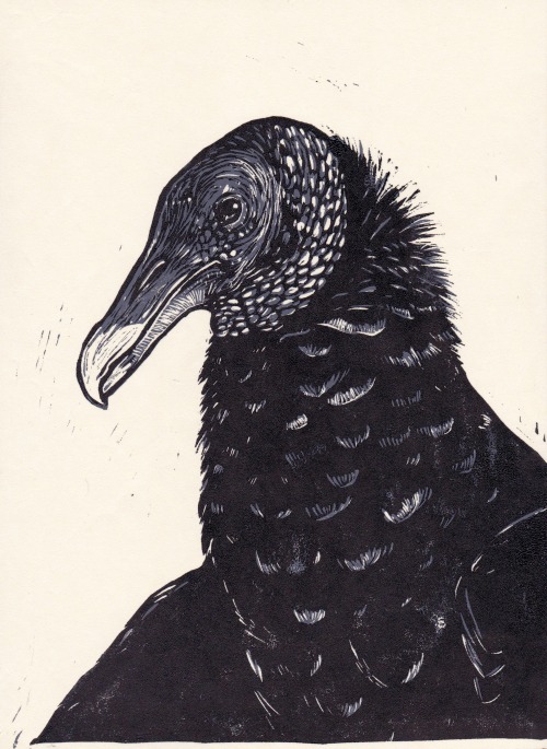 tkingfisher:woodenteethstudio:My black vulture linocut print.