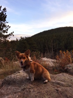 handsomedogs:  Jeff the Corgi hiking in Evergreenn, Colorado.