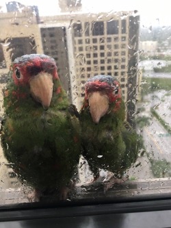 viralthings:A couple of parrots sheltering from Hurricane Irma