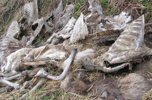capshino:deer corpses in the ditch