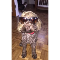 Bruce and his new Barnet 😂😭❤️ #cockapoo #dog #puppy