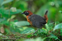 kohalmitamas:  Rufous-breasted Antthrush by Juan_Carlos_Vindas